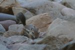 PICTURES/Harris Antelope Ground Squirrel/t_P1010279.JPG